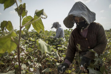 Récolte du coton dans les fermes de la province de Golestân, au nord-est de l’Iran