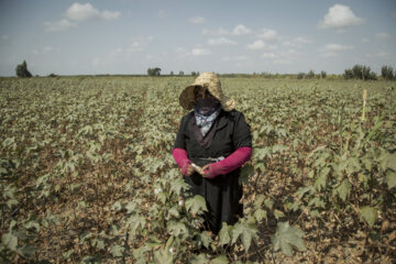 Récolte du coton dans les fermes de la province de Golestân, au nord-est de l’Iran