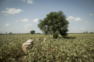 Récolte du coton dans les fermes de la province de Golestân, au nord-est de l’Iran