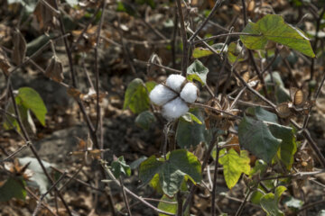 Récolte du coton dans les fermes de la province de Golestân, au nord-est de l’Iran