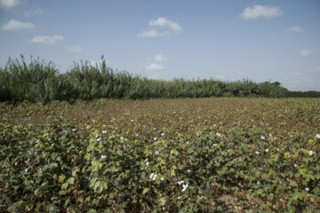Recolección de algodón en Golestán