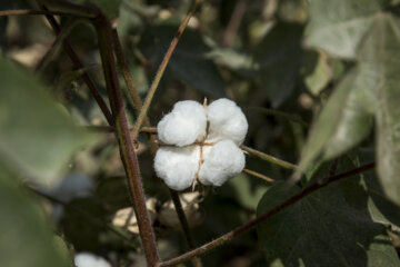 Recolección de algodón en Golestán
