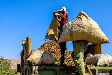 Iran : récolte de pistaches à Zangi Abad, l’automne 2023 dans la province de Kerman. (Photo : IRNA-Abouzar Ahmadizadeh 25 septembre 2023)

