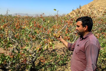 Iran : récolte de pistaches à Zangi Abad, l’automne 2023 dans la province de Kerman. (Photo : IRNA-Abouzar Ahmadizadeh 25 septembre 2023)

