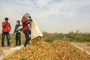 Iran : récolte de pistaches à Zangi Abad, l’automne 2023 dans la province de Kerman
