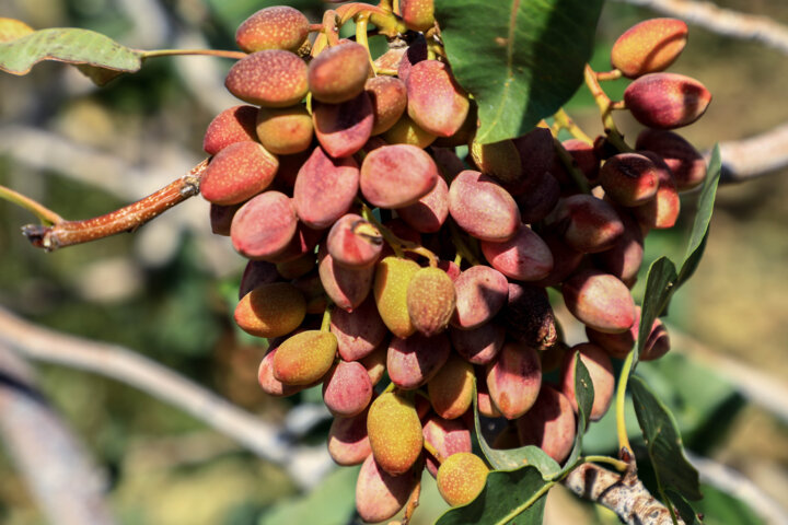 لب خندان پستههای کویر قم در بازار شیرین خشکبار