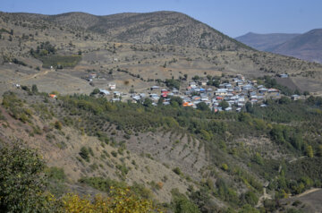 برداشت گردو در روستای کمنی سیاهکل گیلان