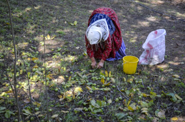 برداشت گردو در روستای کمنی سیاهکل گیلان