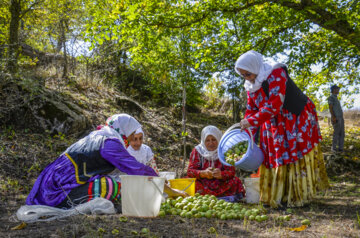 برداشت گردو در روستای کمنی سیاهکل گیلان