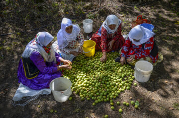 برداشت گردو در روستای کمنی سیاهکل گیلان