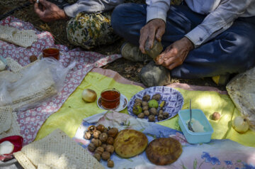 برداشت گردو در روستای کمنی سیاهکل گیلان