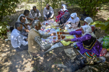 برداشت گردو در روستای کمنی سیاهکل گیلان