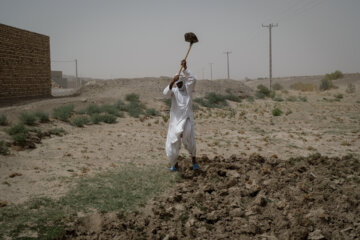 تعدادی از ساکنین روستاها زابل با اندک آب شیرین باقیمانده در چاه تلاش می‌کنند در زمین‌های خشک و پر از شن برای دام خود علوفه بکارند.