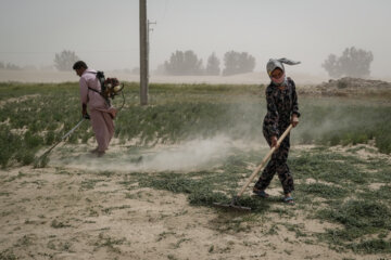 تعدادی از ساکنین روستاها زابل با اندک آب شیرین باقیمانده در چاه تلاش می‌کنند در زمین‌های خشک و پر از شن برای دام خود علوفه بکارند.