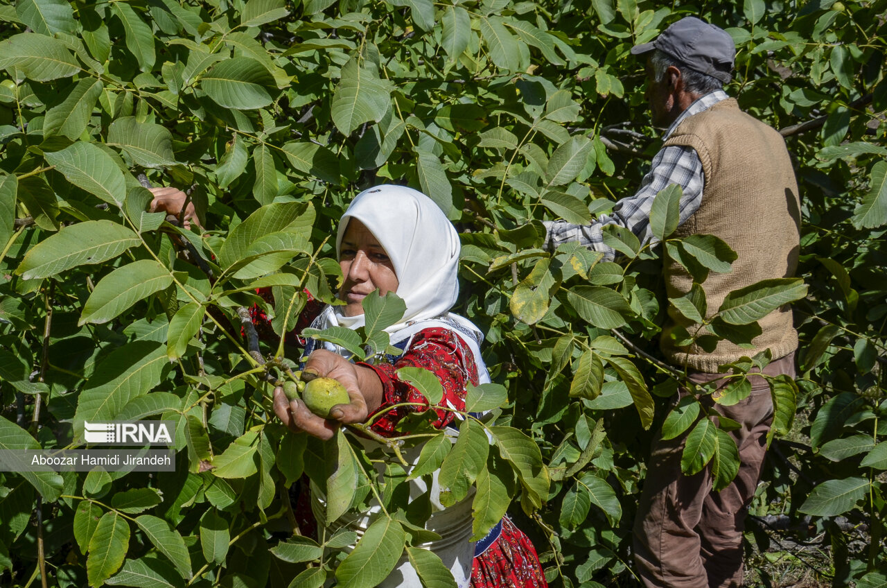 برداشت گردو در آذربایجان غربی آغاز شد