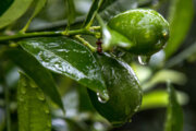 Greenhouse limequat cultivation