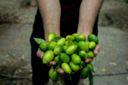 Cultivo de Limequat en Irán