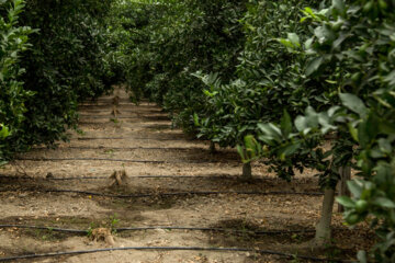 Cultivo de Limequat en Irán