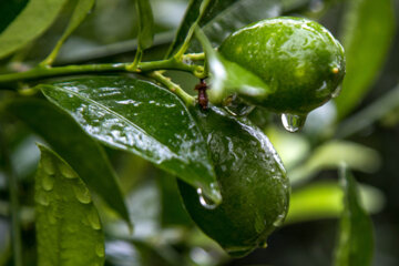 Cultivo de Limequat en Irán