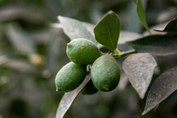 Le citron vert ou lime cultivé sous les serres en Iran 