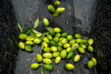 Le citron vert ou lime cultivé sous les serres en Iran 