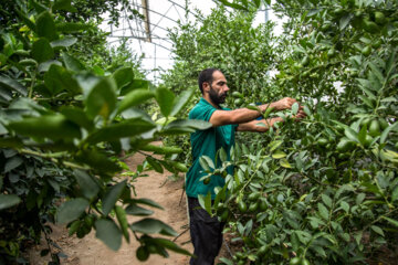 Le citron vert ou lime cultivé sous les serres en Iran 