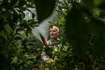 Le citron vert ou lime cultivé sous les serres en Iran 