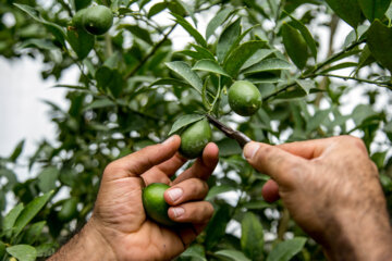 Le citron vert ou lime cultivé sous les serres en Iran 