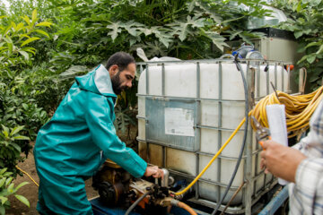 Le citron vert ou lime cultivé sous les serres en Iran 