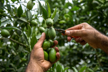 Cultivo de Limequat en Irán