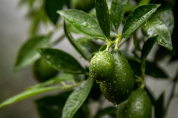 Le citron vert ou lime cultivé sous les serres en Iran 