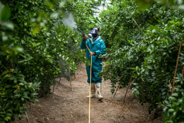 Le citron vert ou lime cultivé sous les serres en Iran 