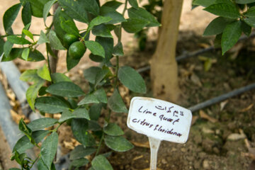 Le citron vert ou lime cultivé sous les serres en Iran 