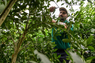 Cultivo de Limequat en Irán