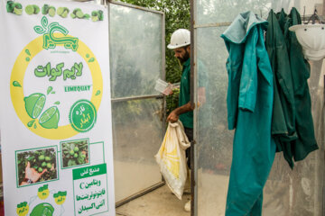 Cultivo de Limequat en Irán