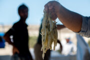 صید میگوی سفید در خوزستان ممنوع شد