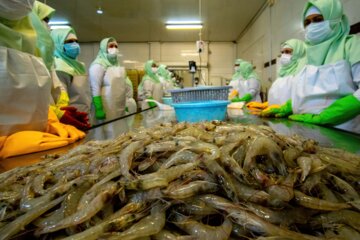 وزیر جهادکشاورزی از طرح های پرورش ماهی و میگو قشم بازدید کرد