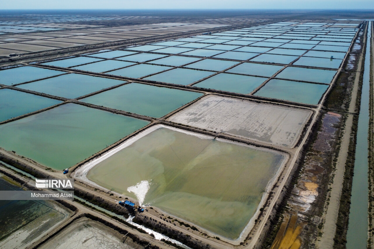 حال ناخوش صنعت پرورش میگو در استان بوشهر حال ناخوش صنعت پرورش میگو در استان بوشهر