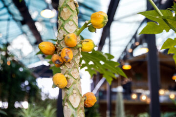 Fêtes des plantes et jardins à Téhéran 