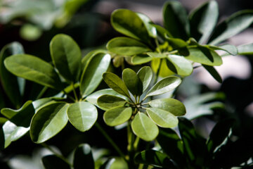 Fêtes des plantes et jardins à Téhéran 