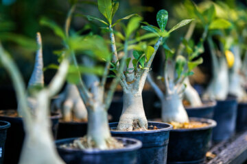 Fêtes des plantes et jardins à Téhéran 