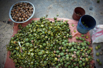 Des producteurs récoltent des noix dans l’ouest de l’Iran