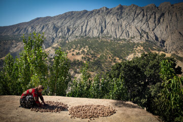 Des producteurs récoltent des noix dans l’ouest de l’Iran