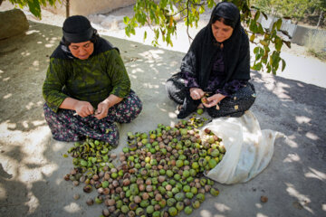 Des producteurs récoltent des noix dans l’ouest de l’Iran