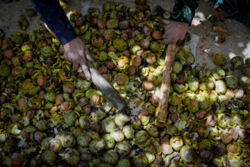 Des producteurs récoltent des noix dans l’ouest de l’Iran