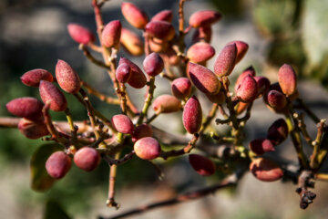 Fête de la pistache au nord-ouest de l'Iran