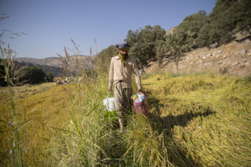 برداشت برنج در روستای کریَک استان کهگیلویه و بویراحمد