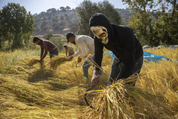 برداشت برنج در روستای کریَک استان کهگیلویه و بویراحمد