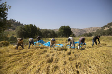 برداشت برنج در روستای کریَک استان کهگیلویه و بویراحمد