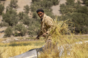 برداشت برنج در روستای کریَک استان کهگیلویه و بویراحمد